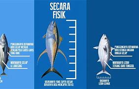 Beda Ikan Tuna Sama Ikan Tongkol